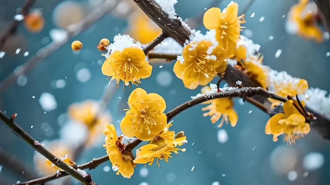 Les 24 périodes solaires chinoises-Hiver